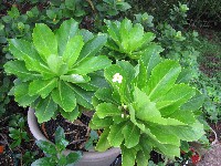 Brighamia insignis