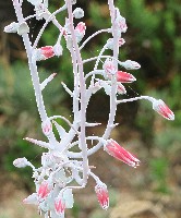 Dudleya anthonyi