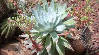Dudleya pulverulenta