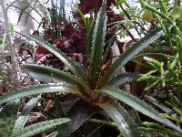 Dyckia (hybrid) Red Devil
