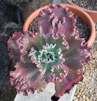 Echeveria Mauna Loa