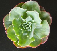 Echeveria domingo