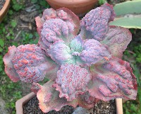 Echeveria etna