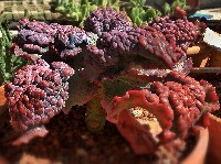 Echeveria gibbiflora 'Barbillion'