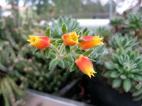 Echeveria harmsii