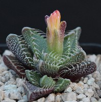 Faucaria felina