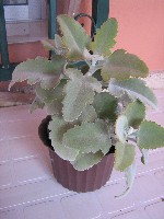 Kalanchoe beharensis