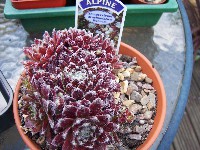 Sempervivum arachnoidium rubrum