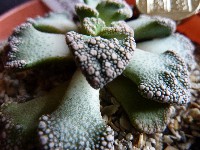 Titanopsis calcera