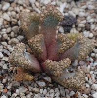 Titanopsis hugo-schlechteri