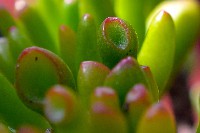 Crassula Ovata