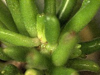Crassula Ovata Gollum