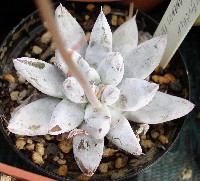 Echeveria Tolimanensis