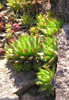 Jovibarba globifera