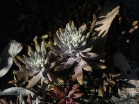 Orostachys japonica