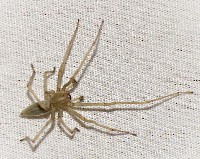 Agrarian Sac Spider