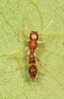 Ant Mimic - Formica
