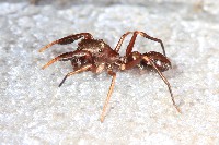 Ant Mimic Spider