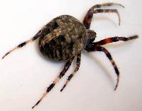 Arabesque Orb Weaver