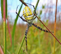 Banded Garden Spider