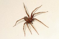 Barn Funnel Weaver