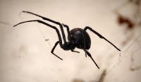 Black Widow