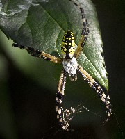 Black and Yellow Garden Spider