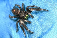 Bold Jumper Spider