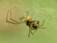 Bowl and Doily Spider