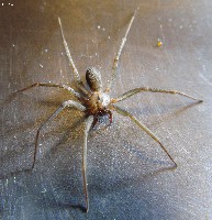 Brown Recluse