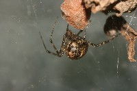 Brown Widow Spider