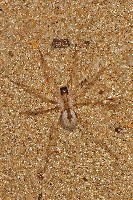 Burrowing Wolf Spider