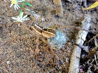 Carolina Wolf Spider