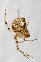Common House Spider