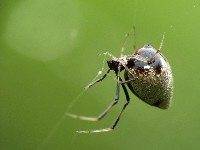 Dewdrop Spider