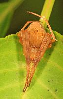 Difoliate Orbweaver