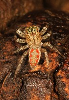 Dimorphic Jumper