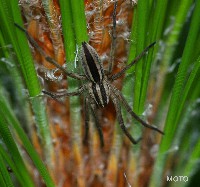 Dotted Wolf Spider