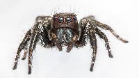 Double Striped Carrhotus