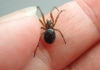 False Black Widow