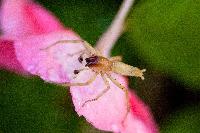 Garden Ghost Spider