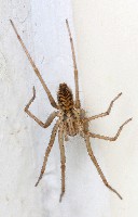 Giant House Spider