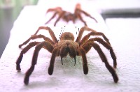Goliath Bird Eater Tarantula