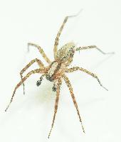 Grass Spider