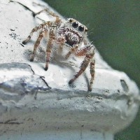 Gray Wall Jumping Spider