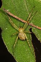 Green Legged Orbweaver