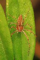 Green Lynx Spider