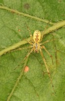 Hammock Spider