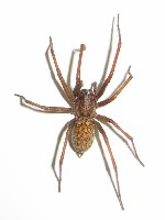 Hobo Spider (Giant House Spider)