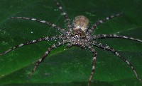 Huntsman Spider